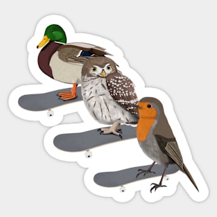 Mallard Owl Robin Bird Skateboard Birdwatcher Animal Biologist Sticker